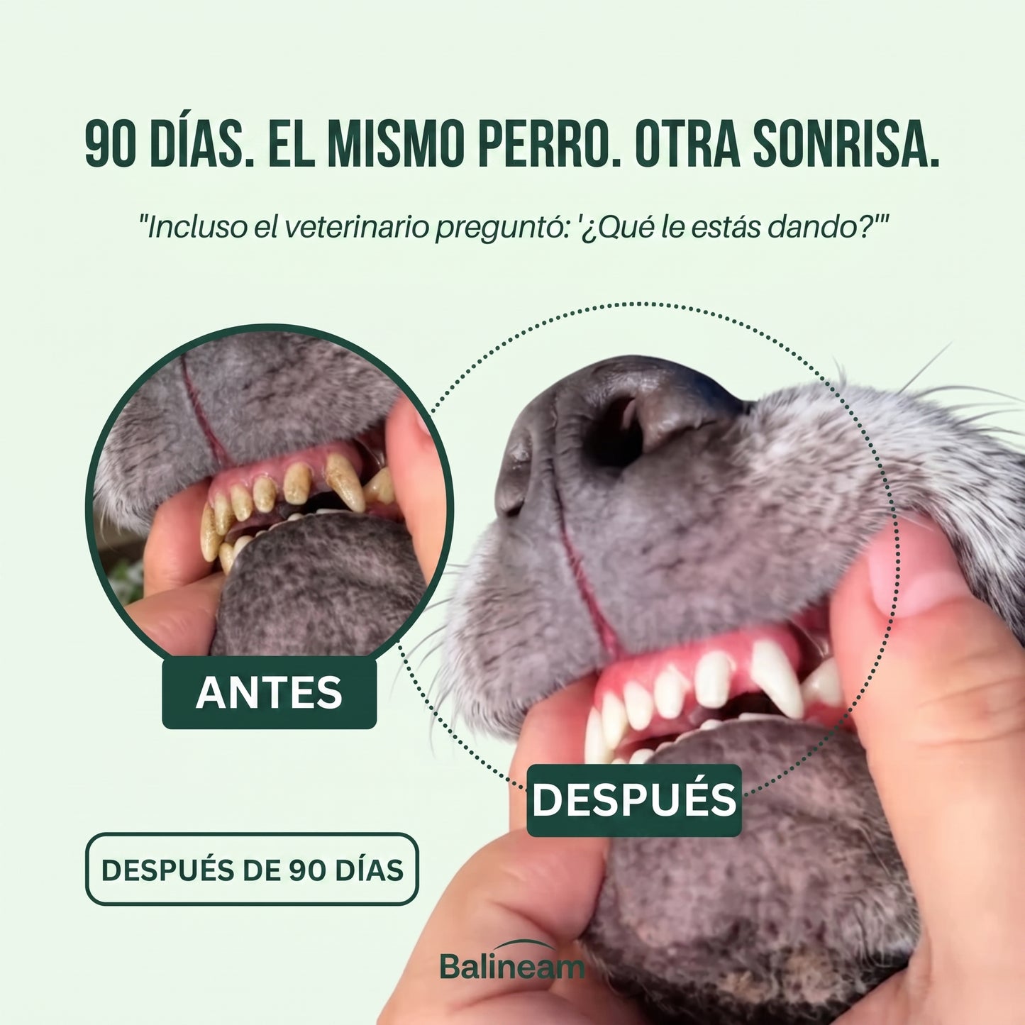 Spray Dental BauPaw™ – Elimina las bacterias causantes del sarro y el mal aliento en perros