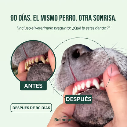Spray Dental BauPaw™ – Elimina las bacterias causantes del sarro y el mal aliento en perros