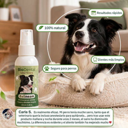 Spray Dental BauPaw™ – Elimina las bacterias causantes del sarro y el mal aliento en perros